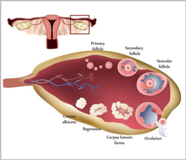 Understanding Low AMH: What It Means for Your Fertility Journey